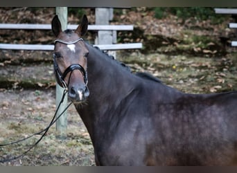 Westphalian, Gelding, 4 years, 16,2 hh, Brown