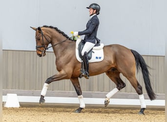 Westphalian, Gelding, 4 years, 16,2 hh, Brown