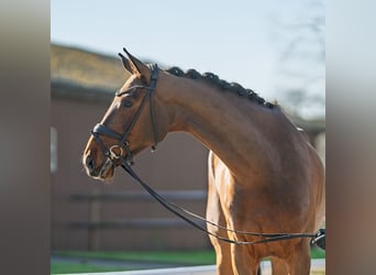 Westphalian, Gelding, 4 years, 16,2 hh, Brown