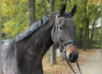 Westphalian, Gelding, 4 years, 16,2 hh, Brown