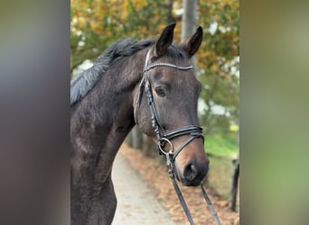 Westphalian, Gelding, 4 years, 16,2 hh, Brown