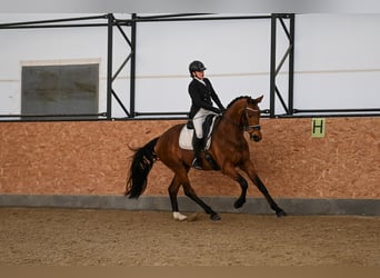 Westphalian, Gelding, 4 years, 16,2 hh, Brown