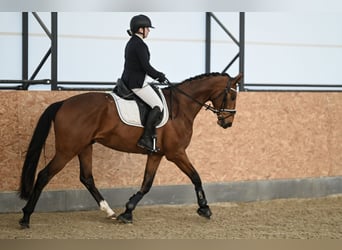 Westphalian, Gelding, 4 years, 16,2 hh, Brown