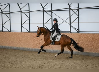Westphalian, Gelding, 4 years, 16,2 hh, Brown