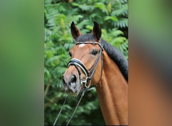 Westphalian, Gelding, 4 years, 16,2 hh, Brown