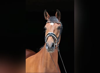 Westphalian, Gelding, 4 years, 16,2 hh, Brown