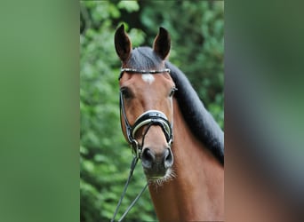 Westphalian, Gelding, 4 years, 16,2 hh, Brown