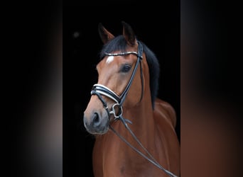 Westphalian, Gelding, 4 years, 16,2 hh, Brown