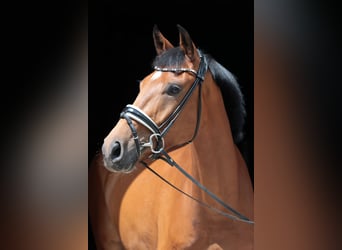 Westphalian, Gelding, 4 years, 16,2 hh, Brown