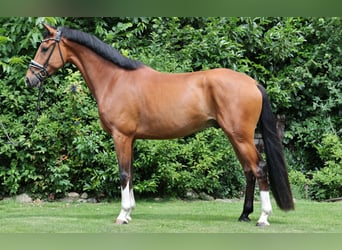 Westphalian, Gelding, 4 years, 16,2 hh, Brown