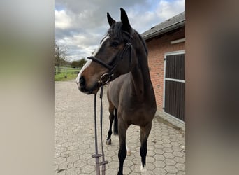 Westphalian, Gelding, 4 years, 16,2 hh, Brown