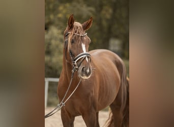 Westphalian, Gelding, 4 years, 16,2 hh, Chestnut