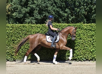 Westphalian, Gelding, 4 years, 16,2 hh, Chestnut-Red