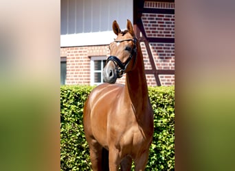 Westphalian, Gelding, 4 years, 16,2 hh, Chestnut-Red