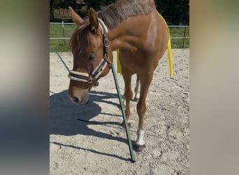 Westphalian, Gelding, 4 years, 16,2 hh, Chestnut-Red