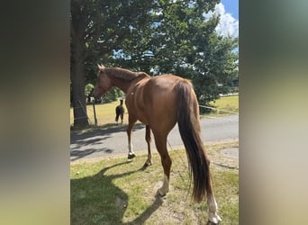 Westphalian, Gelding, 4 years, 16,2 hh, Chestnut-Red