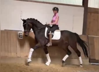 Westphalian, Gelding, 4 years, 16,2 hh, Smoky-Black