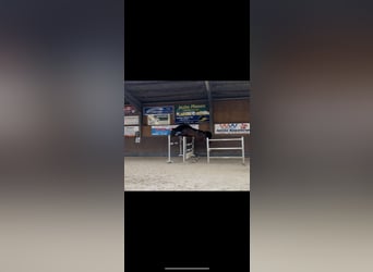 Westphalian, Gelding, 4 years, 16,2 hh, Smoky-Black