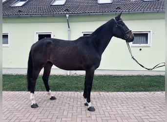 Westphalian, Gelding, 4 years, 16,2 hh, Smoky-Black