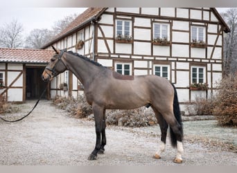 Westphalian, Gelding, 4 years, 16,3 hh, Brown