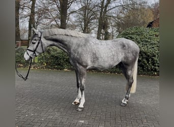 Westphalian, Gelding, 4 years, 16,3 hh, Grey-Dapple
