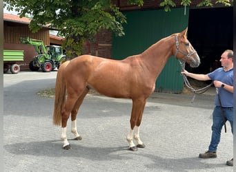 Westphalian, Gelding, 4 years, 16,3 hh