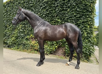 Westphalian, Gelding, 4 years, 17.1 hh, Black