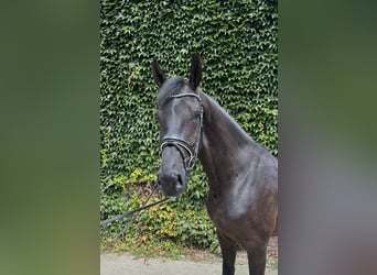 Westphalian, Gelding, 4 years, 17.1 hh, Black