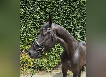 Westphalian, Gelding, 4 years, 17.1 hh, Black