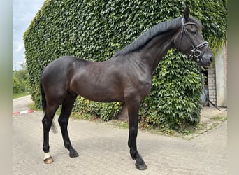 Westphalian, Gelding, 4 years, 17.1 hh, Black