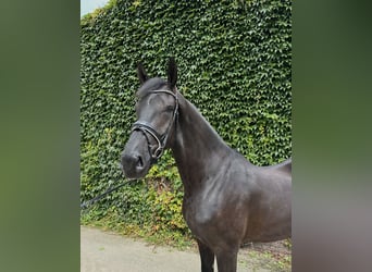 Westphalian, Gelding, 4 years, 17.1 hh, Black