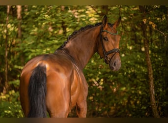 Westphalian, Gelding, 4 years, 17.1 hh, Brown