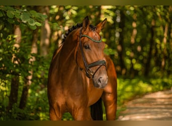 Westphalian, Gelding, 4 years, 17.1 hh, Brown