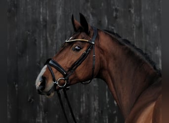 Westphalian, Gelding, 4 years, 17.1 hh, Brown