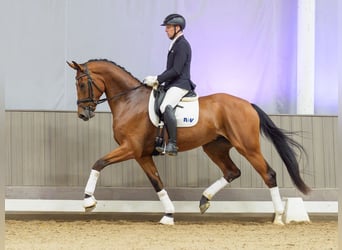 Westphalian, Gelding, 4 years, 17.1 hh, Brown
