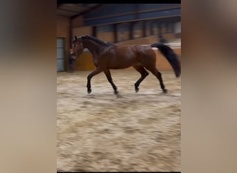 Westphalian, Gelding, 4 years, 17.1 hh, Brown-Light