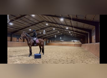 Westphalian, Gelding, 4 years, 17.1 hh, Brown-Light
