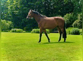 Westphalian, Gelding, 4 years, 17.1 hh, Brown-Light