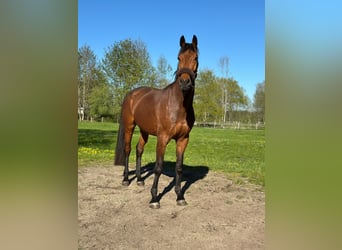 Westphalian, Gelding, 4 years, 17.1 hh, Brown-Light