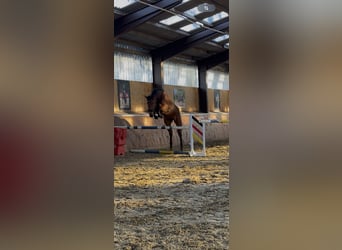 Westphalian, Gelding, 4 years, 17.1 hh, Brown-Light