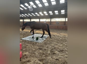 Westphalian, Gelding, 4 years, 17.1 hh, Brown-Light