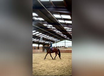 Westphalian, Gelding, 4 years, 17.1 hh, Brown