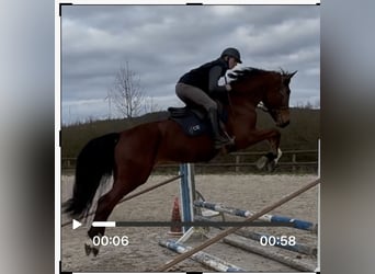 Westphalian, Gelding, 4 years, 17.1 hh, Brown