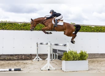 Westphalian, Gelding, 4 years, 17.1 hh, Brown