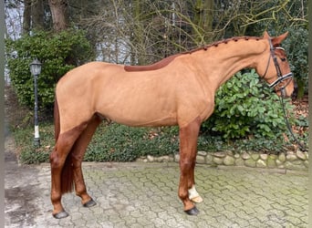 Westphalian, Gelding, 4 years, 17,1 hh, Chestnut-Red