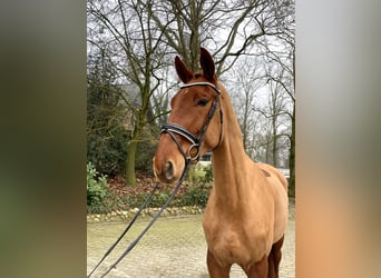 Westphalian, Gelding, 4 years, 17,1 hh, Chestnut-Red