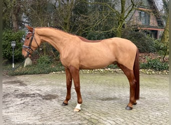 Westphalian, Gelding, 4 years, 17,1 hh, Chestnut-Red