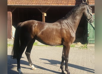 Westfale, Wallach, 4 Jahre, 17,1 hh, Schwarzbrauner