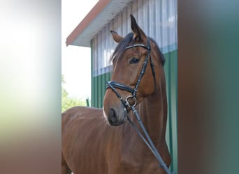 Westphalian, Gelding, 4 years, 17.2 hh, Brown