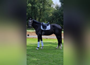Westphalian, Gelding, 4 years, 17.2 hh, Smoky-Black
